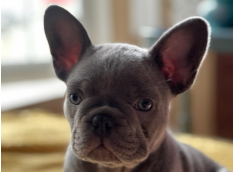Picture of a puppy